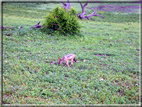 foto Parco nazionale del Chobe